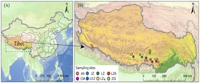 Culture dependent and independent characterization of endophytic bacteria in the seeds of highland barley